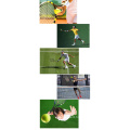Cheap Customized Logo High Elasticity Trainer Tennis Ball